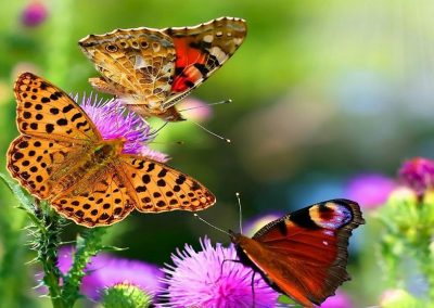 Oasis de mariposas