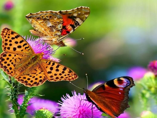 Oasis de mariposas