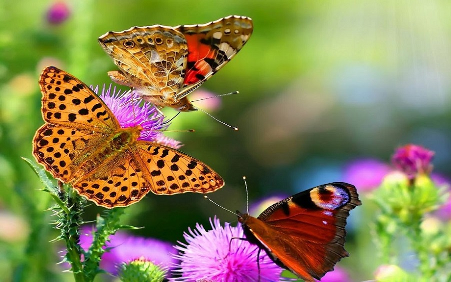 Oasis de mariposas
