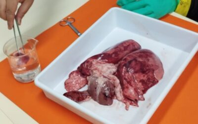 Latidos de Salud: Descubriendo el Sistema Circulatorio