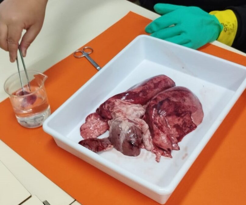 Latidos de Salud: Descubriendo el Sistema Circulatorio